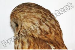 Head Owl